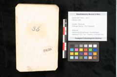 Foto (Objekt + Etikett) von Plantae indet.  (NHMW-GEO-2024-0188-11630)